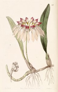 Bulbophyllum chinense by Miss Drake